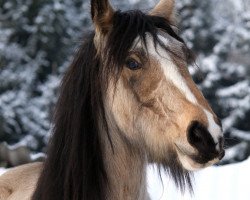 Deckhengst Unique Gypsy Horses Malbec (Tinker / Irish Cob / Gypsy Vanner, 2013, von Cillbarra Golden Vale)