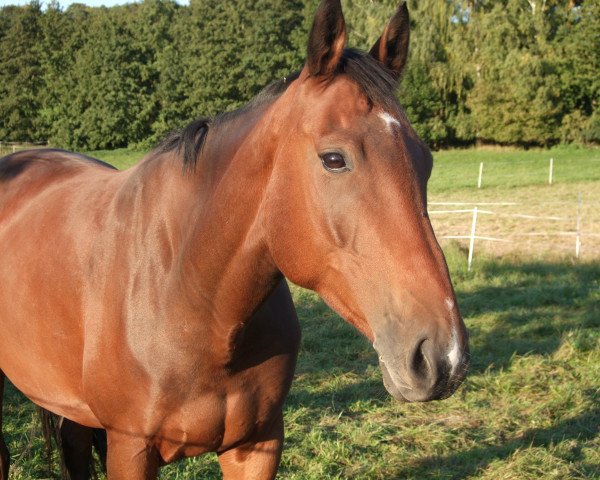 Pferd Rockwells Rubin P (Rheinländer, 2009, von Rockwell)