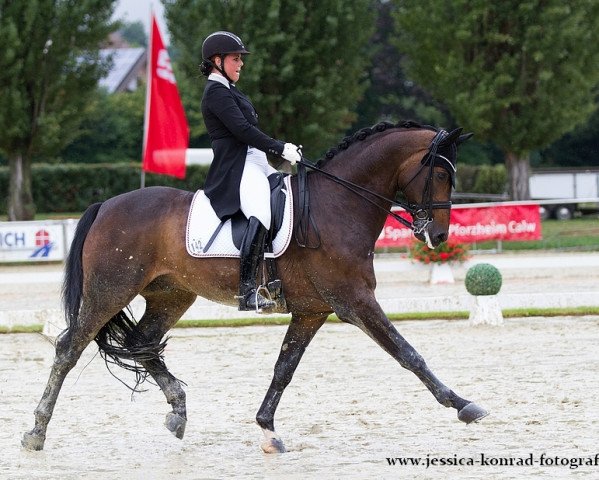 dressage horse Fulminant 14 (Westphalian, 2004, from Fürst Piccolo)