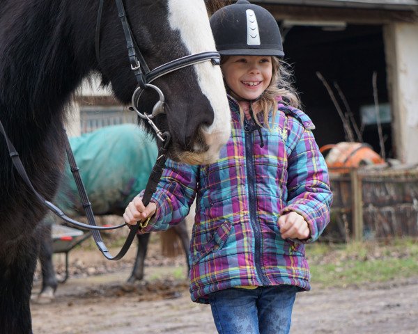 horse Maggie May IV (Tinker / Irish Cob / Gypsy Vanner, 2009)