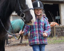 Pferd Maggie May IV (Tinker / Irish Cob / Gypsy Vanner, 2009)