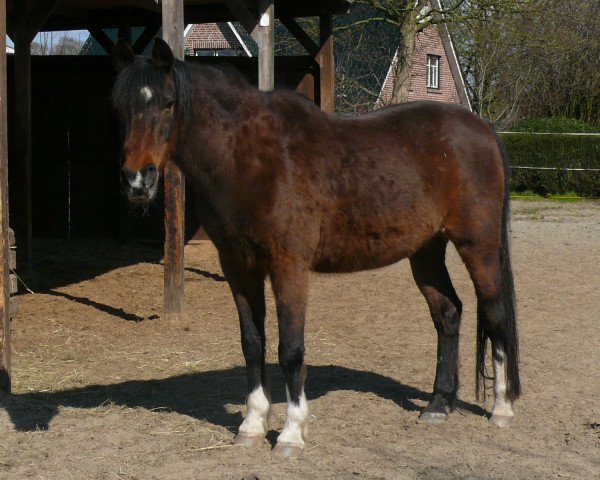 horse Oriander (German Riding Pony, 1988, from Opal x)