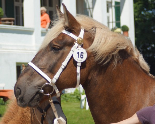 broodmare Wiebke (Schleswig Heavy Draft, 2004, from Orbit)