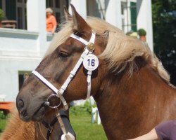 broodmare Wiebke (Schleswig Heavy Draft, 2004, from Orbit)