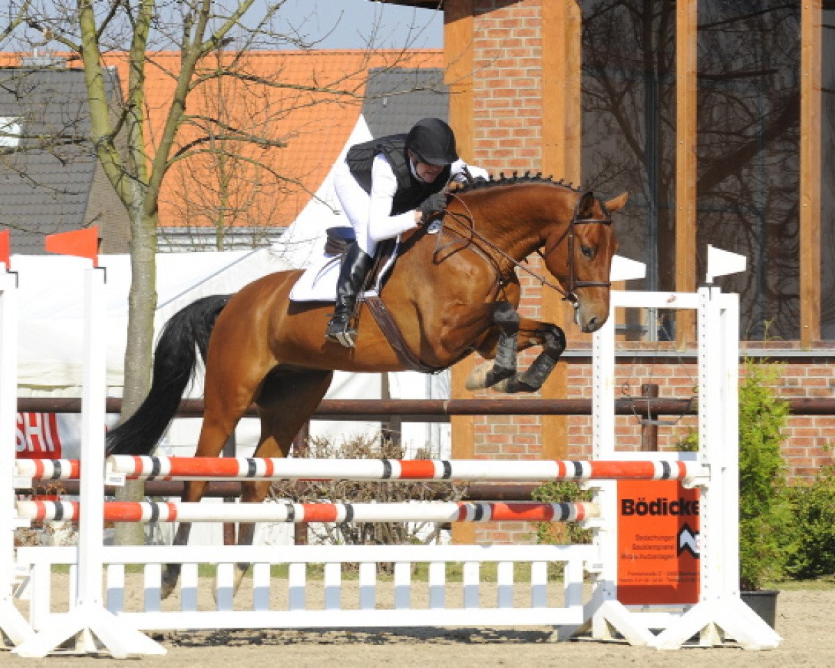 jumper Cric Crac (Holsteiner, 2009, from Corrado I)