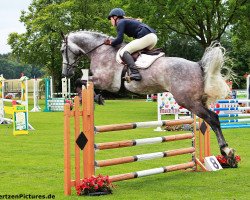 jumper Carreidas (Zangersheide riding horse, 2009, from Clinton I)