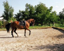 Zuchtstute Celesta Z (Nederlands Rijpaarden en Pony, 2010, von Caleandro)