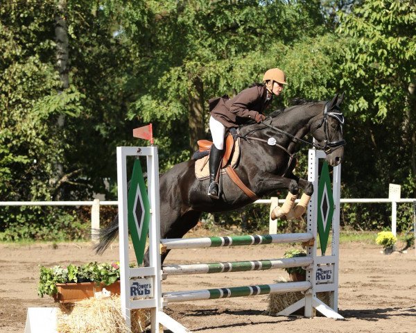 broodmare Lady Gaga (Oldenburg, 2004, from Lycos)