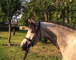 broodmare Chanson d' Amour 2 (German Riding Pony, 2010, from FS Champion de Luxe)