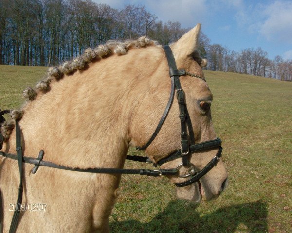 Pferd Calypso (Holländisches Reitpony, 1993, von Condor ox)