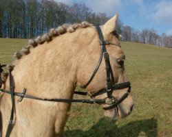 Deckhengst Calypso (Nederlands Rijpaarden en Pony, 1993, von Condor ox)