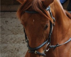 horse Qualité d'Amour (Württemberger, 2005, from Quidam)