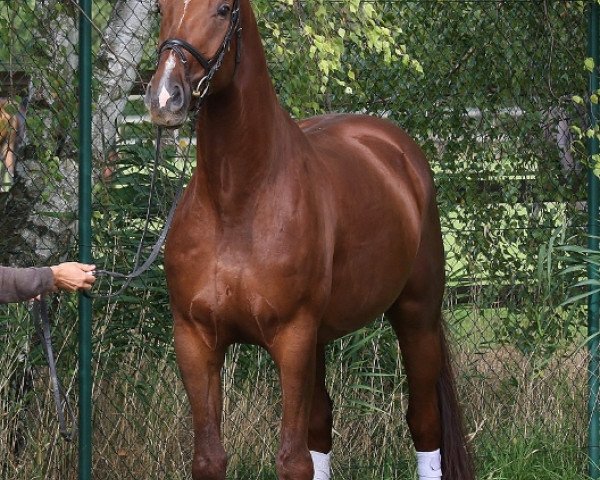 dressage horse Rasputin (Oldenburg, 2008, from Ron Rubin)