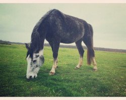 horse Lacadi (German Sport Horse, 2009, from Hh Linton)