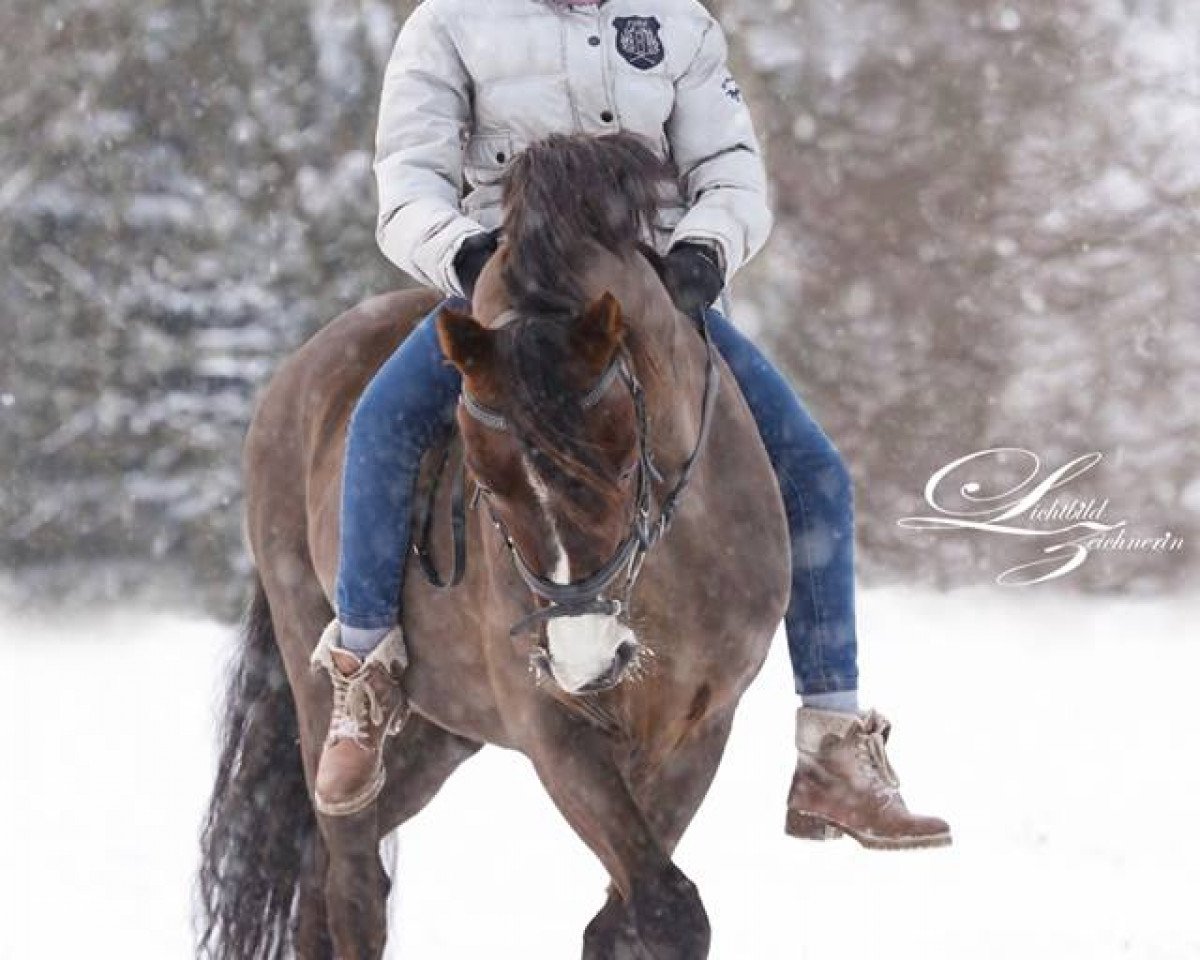 dressage horse Don Giovanni WS (German Riding Pony, 1997, from Hondsrug Don Gregory)