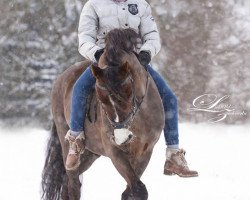 dressage horse Don Giovanni WS (German Riding Pony, 1997, from Hondsrug Don Gregory)