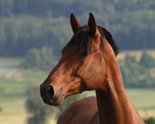 Springpferd Corleo G (Württemberger, 2007, von Corleone)