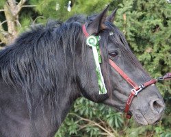 horse Kenio II (Pura Raza Espanola (PRE), 2003)