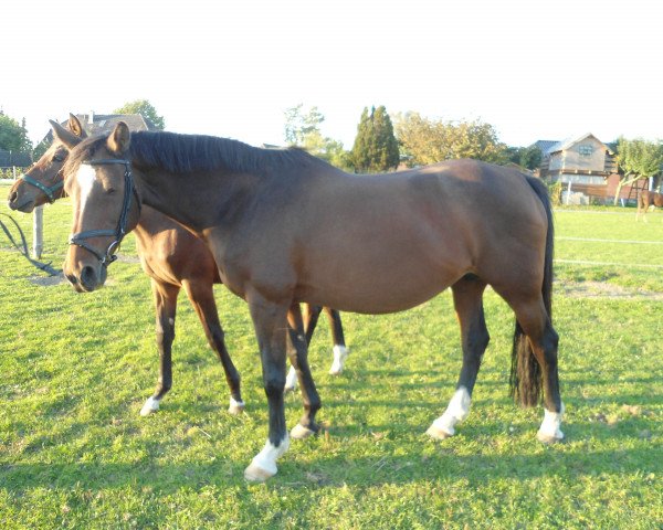 Zuchtstute Ranny (Holsteiner, 2001, von Quinar)