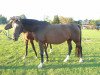 broodmare Ranny (Holsteiner, 2001, from Quinar)