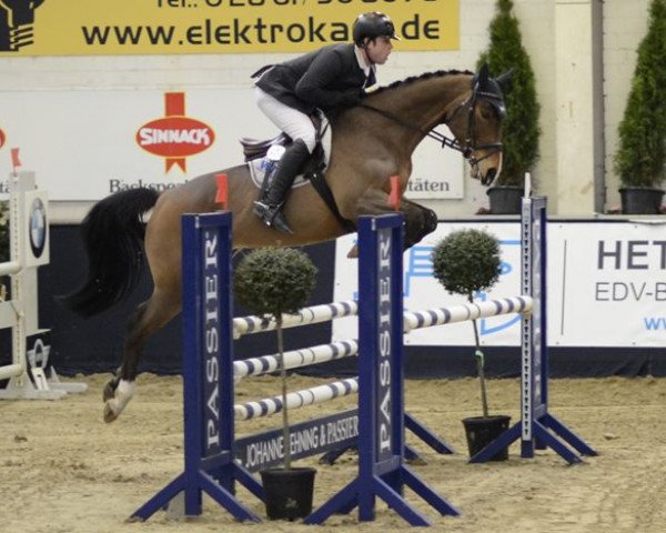 jumper Check-Lady (German Warmblood, 2010, from Check In 2)