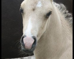 dressage horse Desert Prince 3 (German Riding Pony, 2011, from Danny Gold)