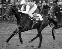 broodmare Delferina xx (Thoroughbred, 1963, from Solferino xx)