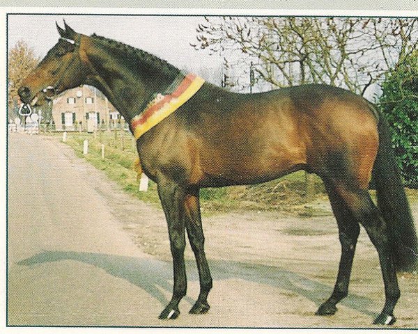 stallion Gatecrasher xx (Thoroughbred, 1987, from Saros xx)