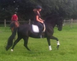 dressage horse Hägerort's Flocke (Westphalian, 2011, from First Selection)