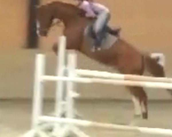 jumper Event of Fire (Hanoverian, 2005, from Earl)