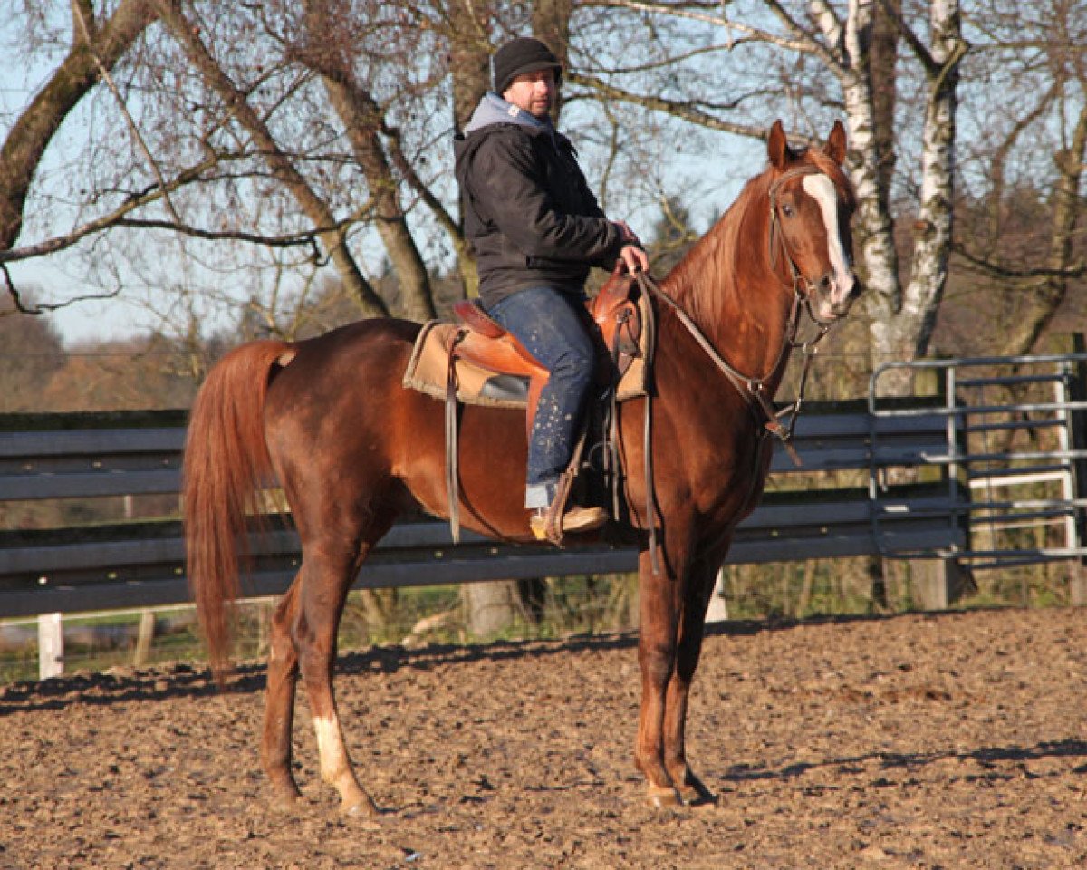 horse Marlon (Arabian purebred, 2012, from Madras Kossack ox)