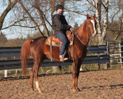 horse Marlon (Arabian thoroughbred, 2012, from Madras Kossack ox)