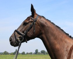 broodmare Pik feine Dame (Rhinelander, 2005, from Pascavello)