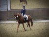 dressage horse Dino 424 (German Riding Pony, 2007, from Dornik B)