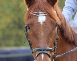 dressage horse Clay's Frascati (Oldenburger, 2003, from Clay)