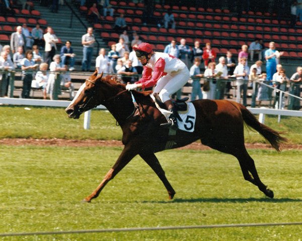 horse Braddies Purdey xx (Thoroughbred, 1982, from Brave Shot xx)