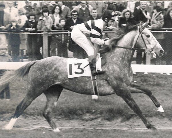 horse Boxberger Zon xx (Thoroughbred, 1976, from Pepin le Bref xx)