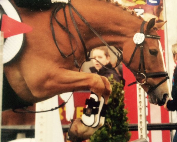 dressage horse Champion's Cuppermop Casper (German Riding Pony, 2003, from FS Champion de Luxe)