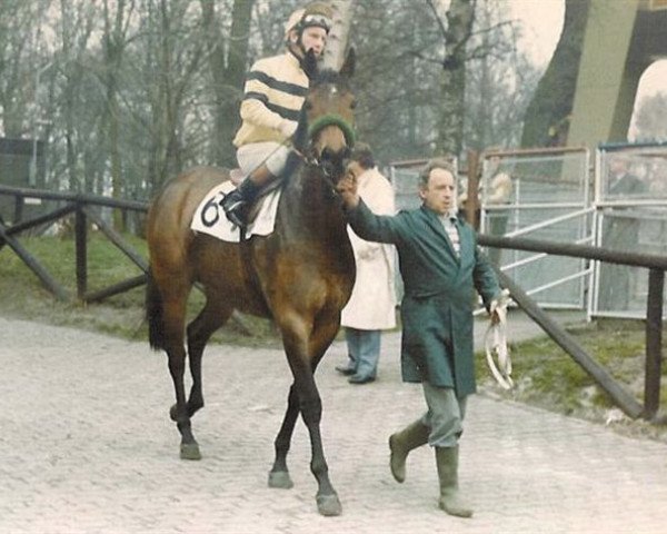 broodmare Boxberger Ster xx (Thoroughbred, 1981, from Tumble Wind xx)