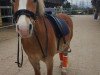 dressage horse Suleima (Haflinger, 2006, from Steinwind)