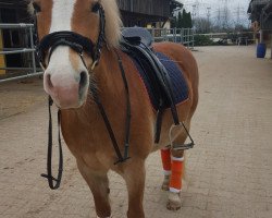 dressage horse Suleima (Haflinger, 2006, from Steinwind)