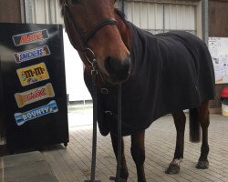 broodmare Nobless (German Riding Pony, 1990, from Nordcap)