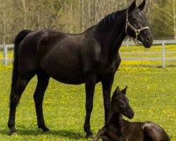 broodmare Royal As (Oldenburg, 1996, from Royal Angelo I)