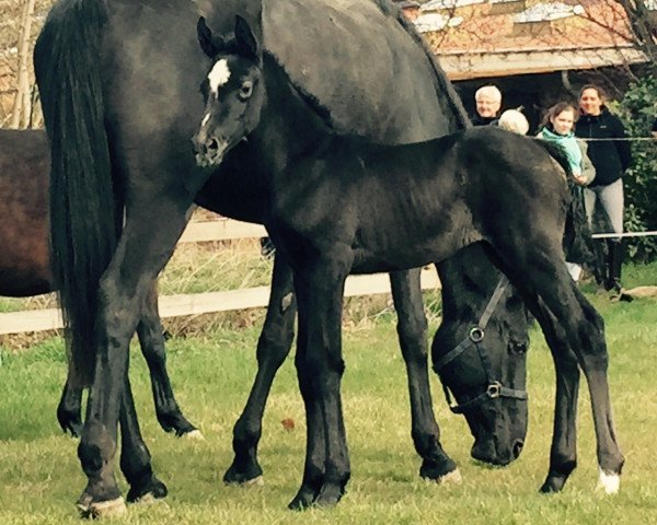 dressage horse Belantjero (German Sport Horse,  , from Belantis)