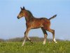 dressage horse Habanera 68 (German Sport Horse, 2015, from Herzensdieb)