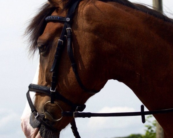 dressage horse Barell (German Riding Pony, 2006)