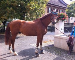 Springpferd WONDERBOY von Tholendorf (Zweibrücker, 2011, von Waldes)