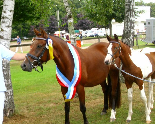 broodmare Candida (German Riding Pony, 2005, from Horsegate Minstrel)