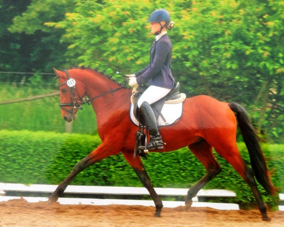 dressage horse My Jack Nickelson (German Riding Pony, 2010, from Speyksbosch Nelson)
