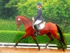 dressage horse My Jack Nickelson (German Riding Pony, 2010, from Speyksbosch Nelson)